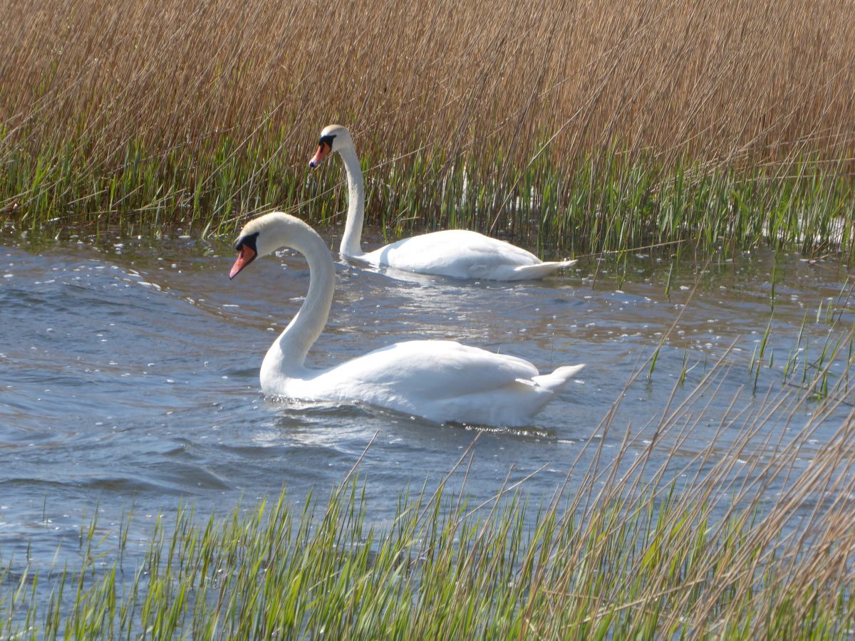 Ringkøbing Fjord Grundejerforeningen FyrmarkenSivbjerg